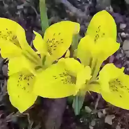 Danfordiae
